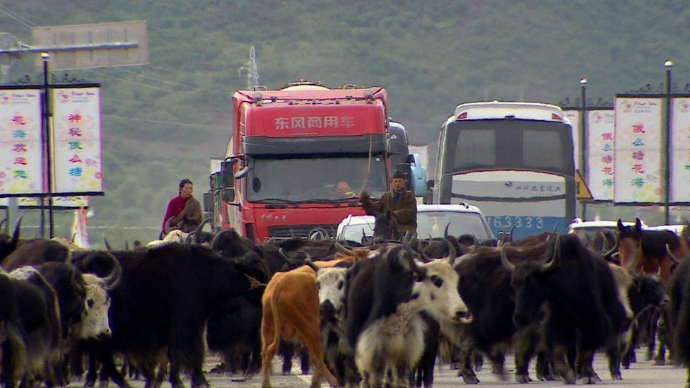 Dozens of yaks on a road, alongside herders on horseback, cars, busses and lorries