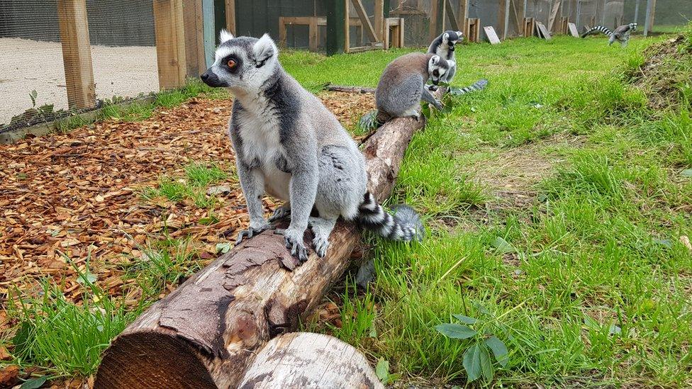 Ring-tailed lemur