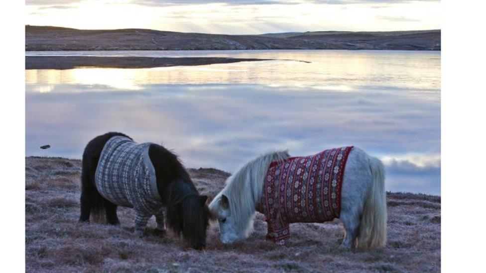 Ponies in blankets