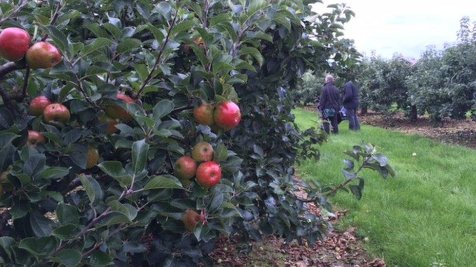 In the past, there used to be 100 trees to the acre