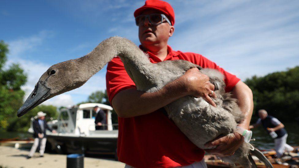 A grey cygnet in the arms of a swan upper wearing a red top and cap with a boat in the background