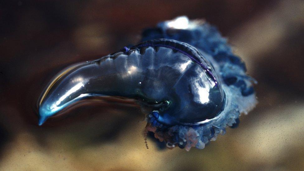 A bluebottle jellyfish