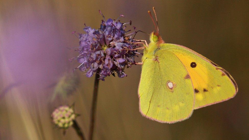 A citrus yellow butterfly with white and black spots drinks nectar from a purple flower.