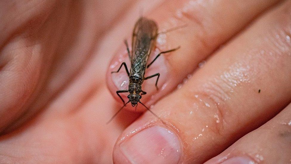 The tiny stone fly, scarce yellow sally