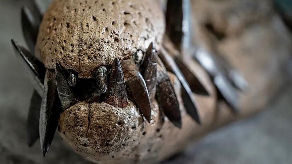 Close up of the teeth in the skull