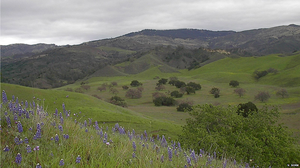 Oak savannah landscape (Image: Victoria Sork)