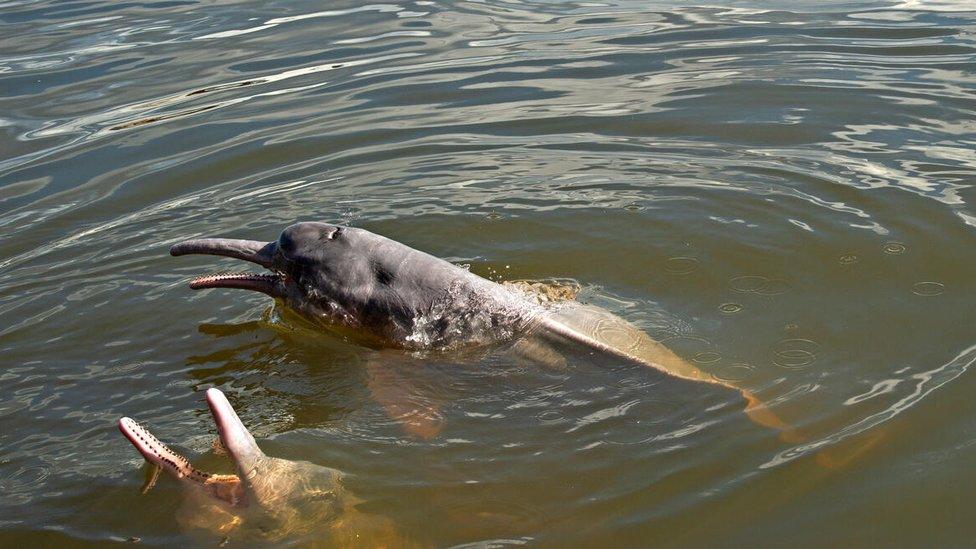 A pink river dolphin