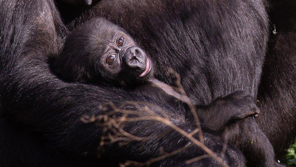 A baby gorilla at the zoo