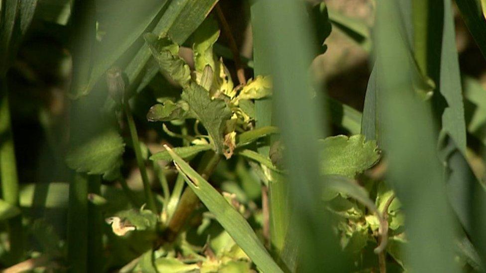 Weeds in a field