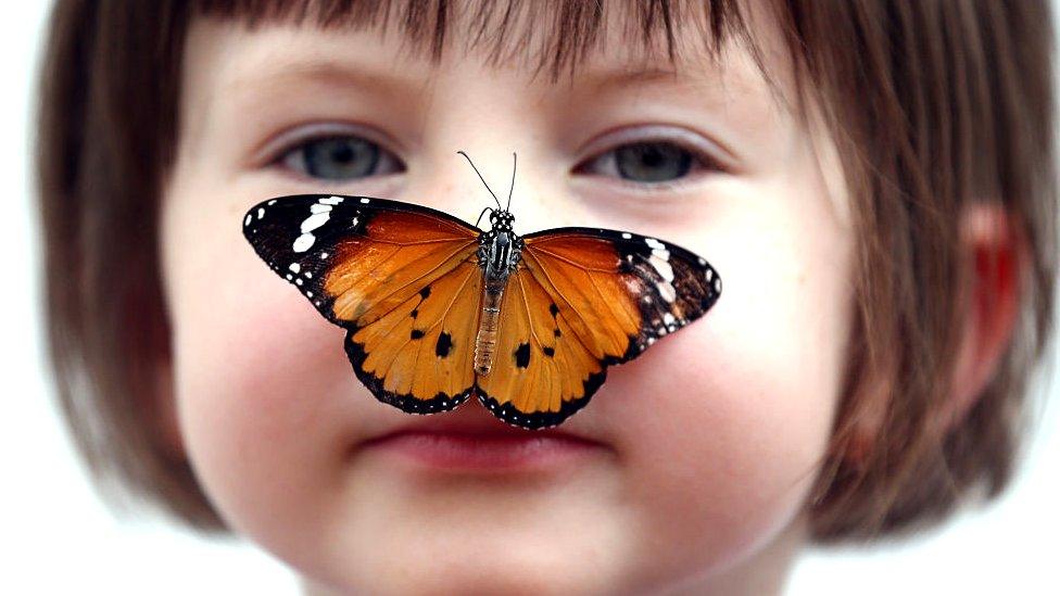 Butterfly exhibition, London