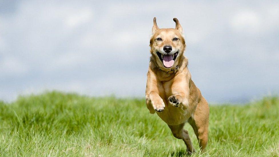 A dog looks thrilled