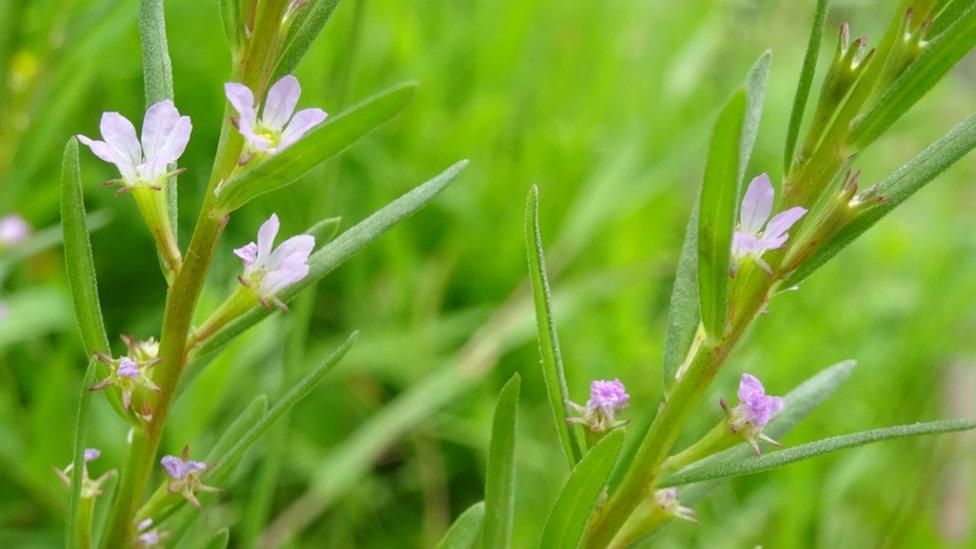 Grass-poly