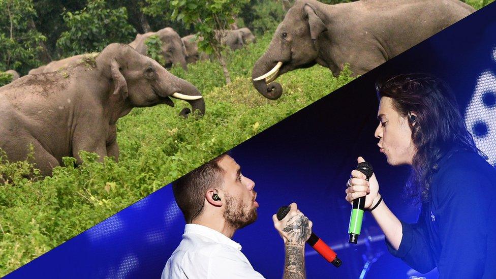 Elephants, Liam Payne and Harry Styles