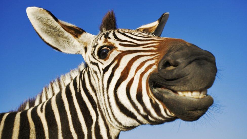 smiling zebra