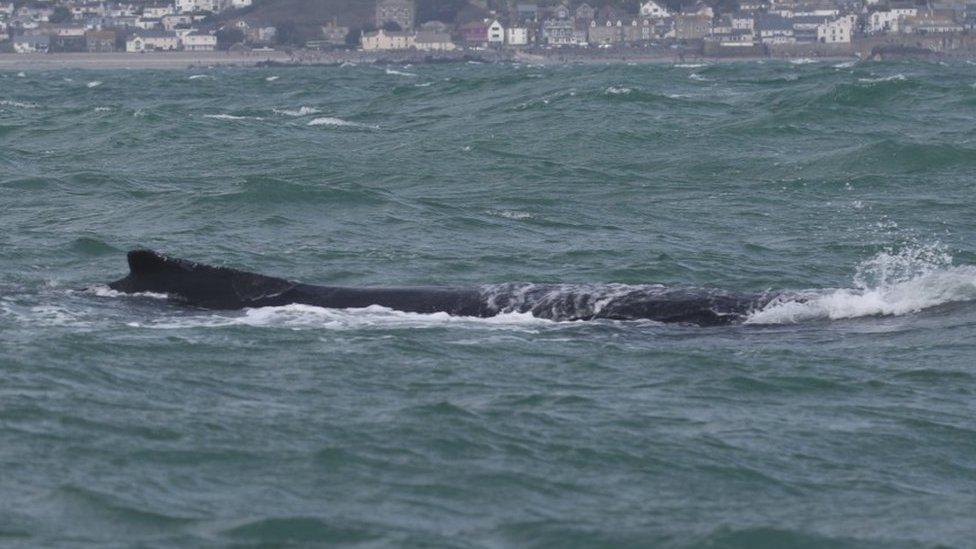 Close up of the entangled whale