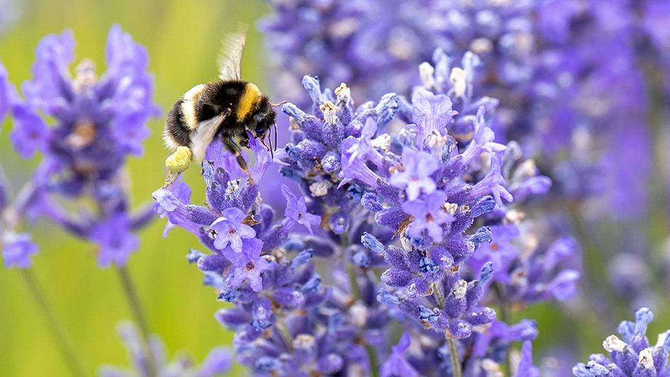 Bee on lavender