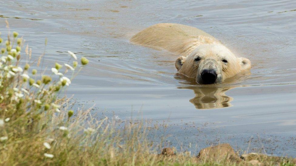 Polar bear in the water at Yorkshire Wildlife Park