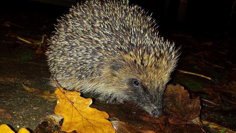 European Hedgehog (Erinaceus europaeus)