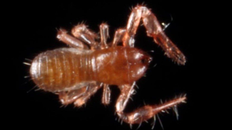 Kewochthonius halberti specieis of 'false scorpion'