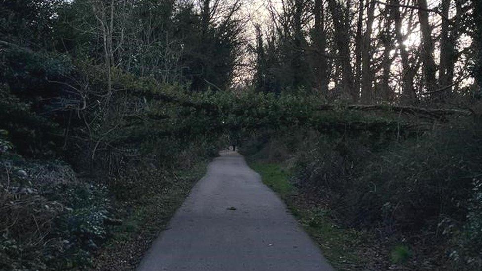 Fallen trees