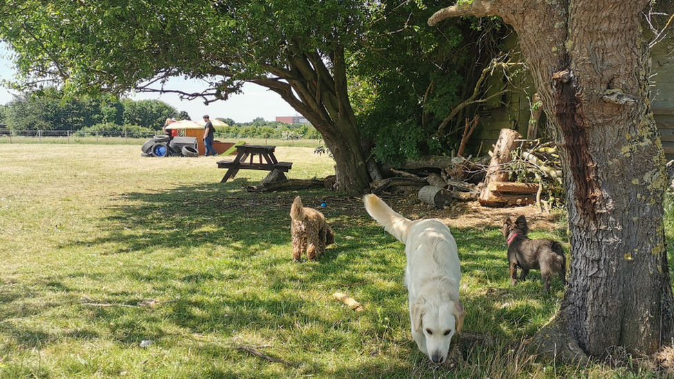 Dogs in a field