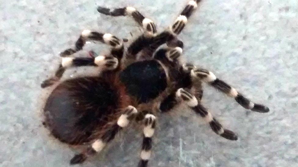 White kneed tarantula