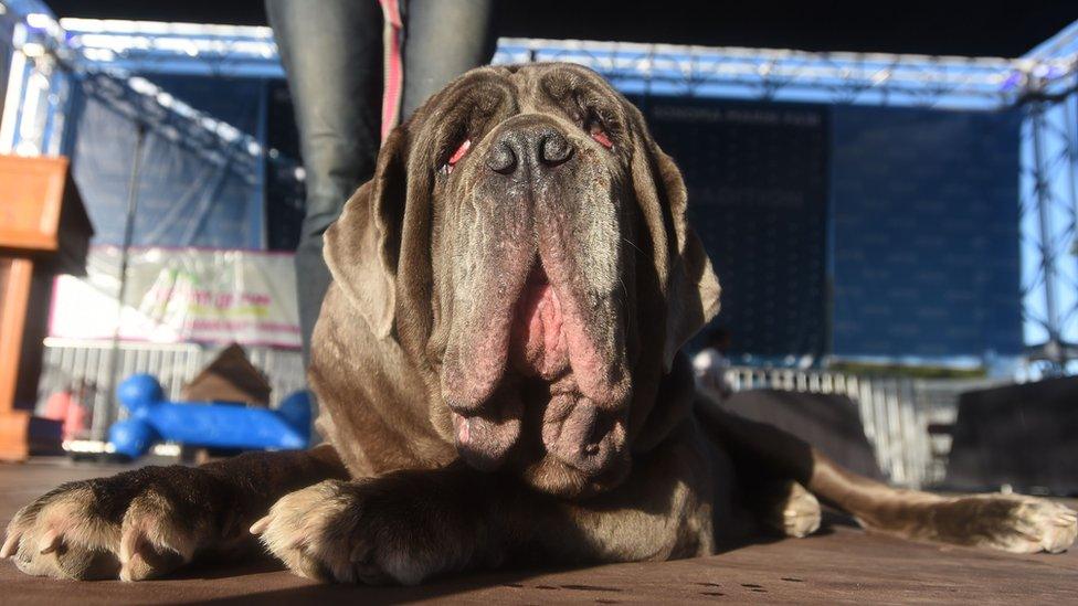 Last year's World's Ugliest Dog Competition winner Martha, a Neapolitan Mastiff, takes the stage before the new winner is announced