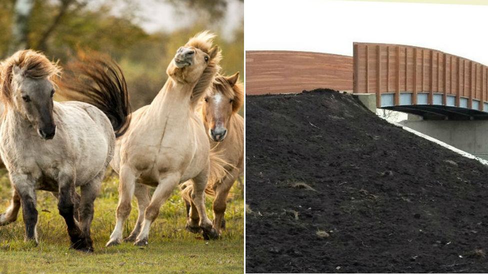 Konik ponies at Wicken Fen