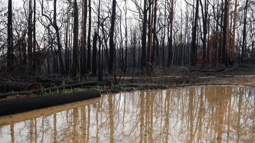 River on burned land in Gospers Mountain, NSW