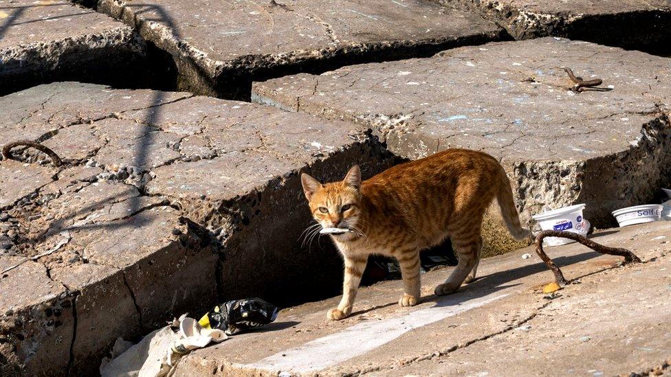 A cat walks with a small fish in its mouth.