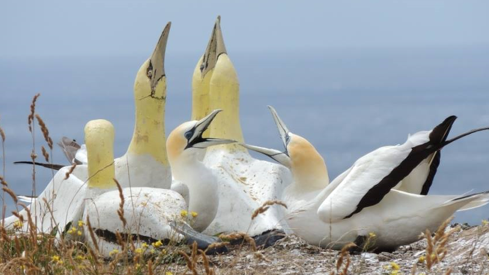 Nigel "no mates", a gannet who inhabited Mana Island in New Zealand, has died, 2 February 2018