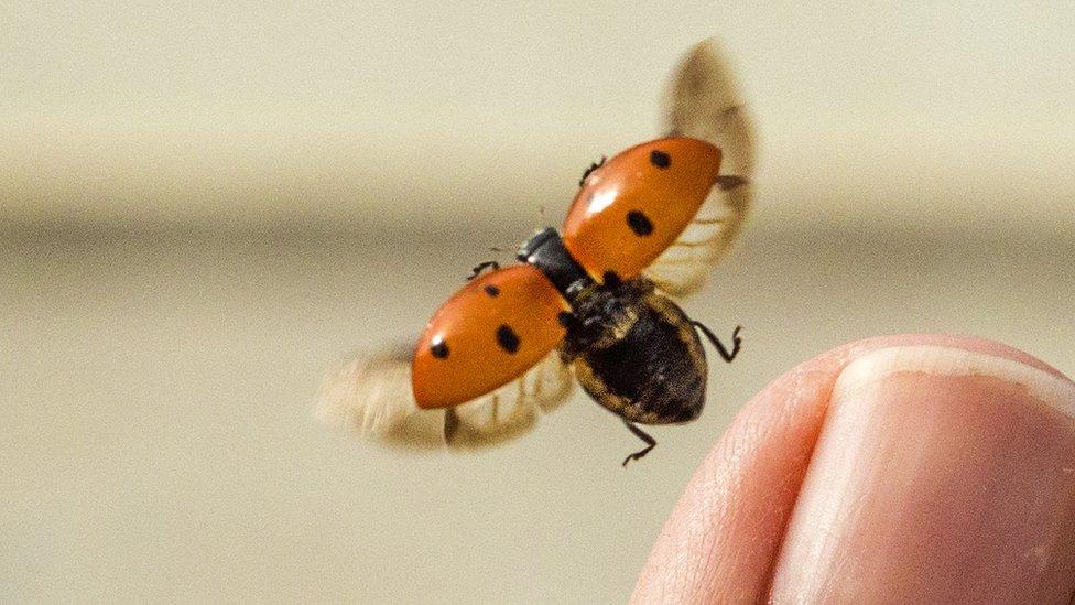 Seven-spotted ladybird taking off