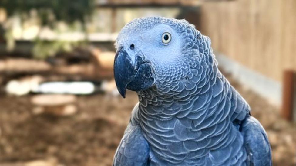 Sheila, one of the sweary parrots