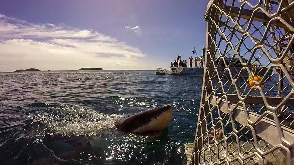 A curious shark puts his head outside the water and looks at everyone on the boat