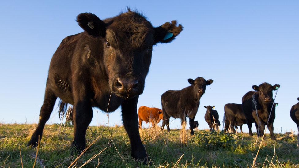 A calf standing apart from the herd