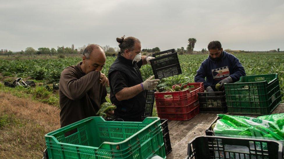 Spanish farmers harvest artichokes