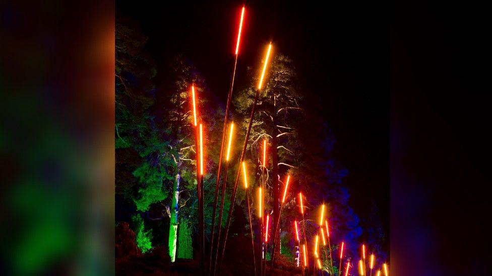 A light installation of tall bright orange and yellow reeds in a forest at Westonbirt at night. It comprises clusters of five reeds of various heights