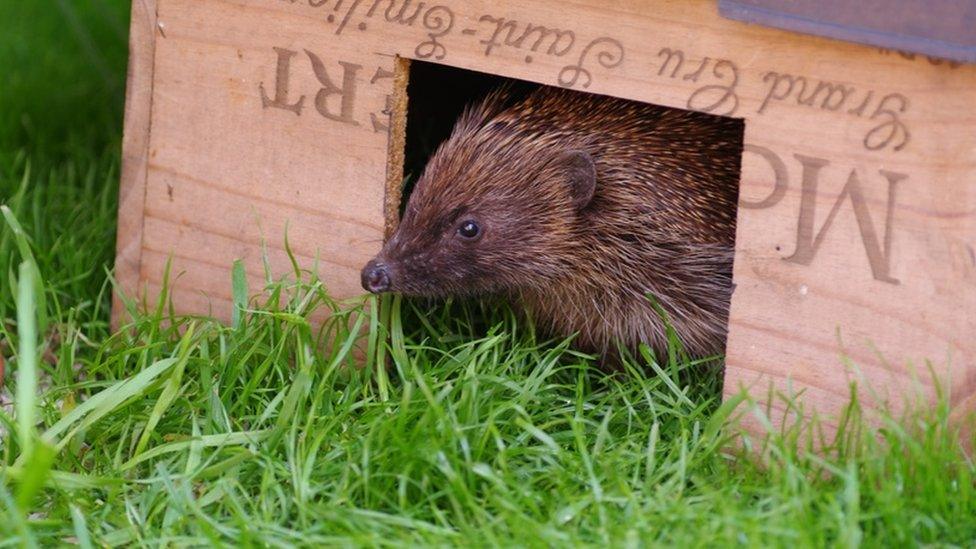 A hedgehog peering out of a box in a garden