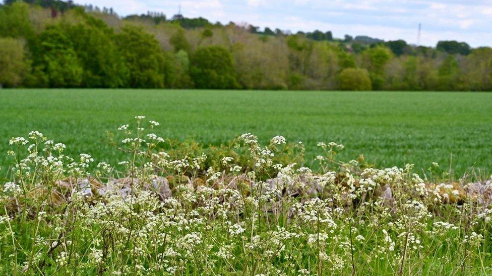 hedgerow