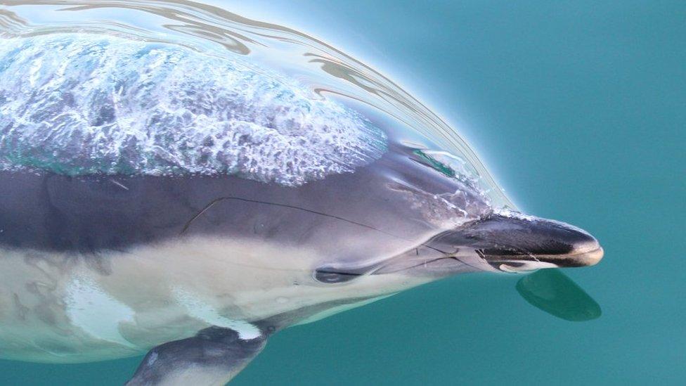 Common dolphin