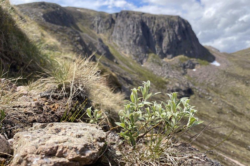 A downy willow in the Cairngorms