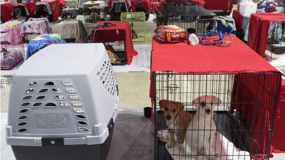 Dogs in cages, dozens are shown in evacuation centre