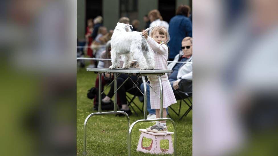 A young girl in a white and pink cardigan and skirt is standing on a pink portable step next to a table on which is a white dog. The girl is holding the dog's tail and there are spectators in the background.