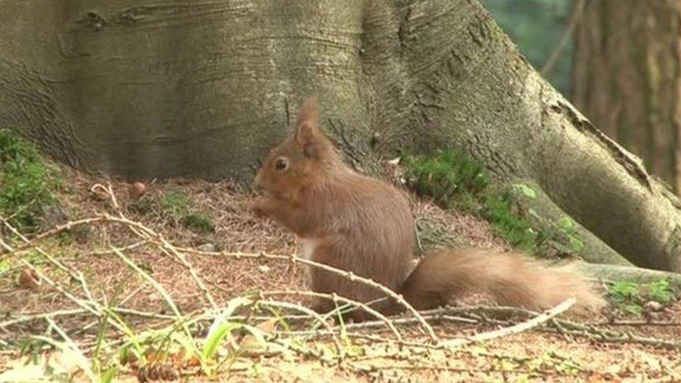 Red Squirrel