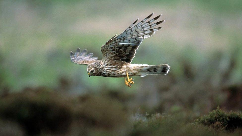 Hen harrier in flight