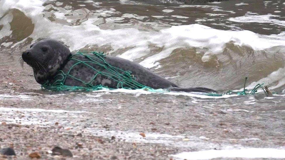 seal in fishing net