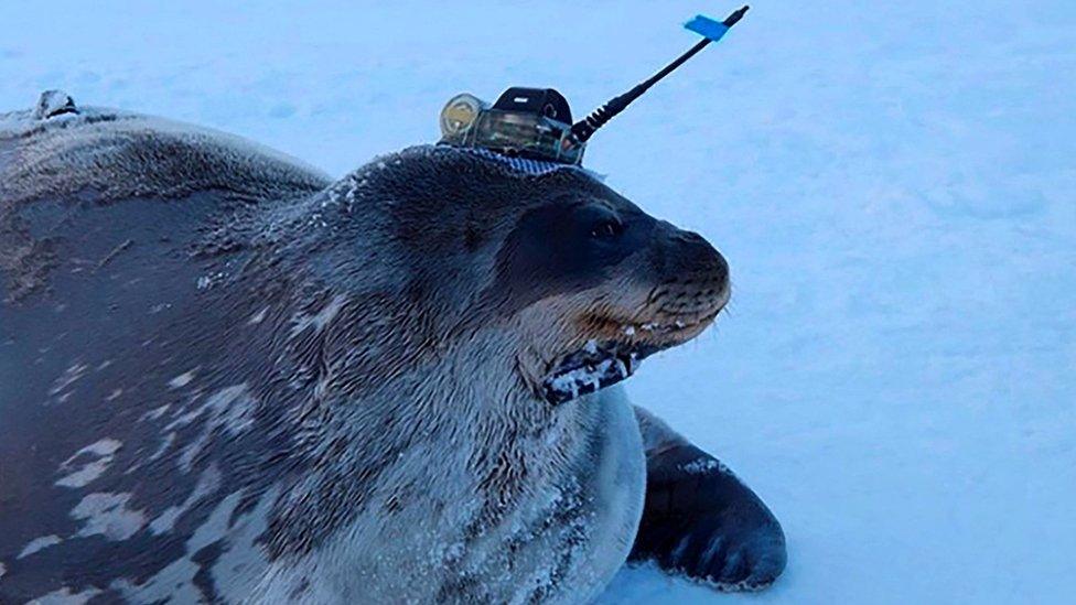 This video grab shows a Weddell seal fitted with high-tech head-mounted measuring devices to survey waters under the thick ice sheet, near Japan's Showa Station in Antarctica