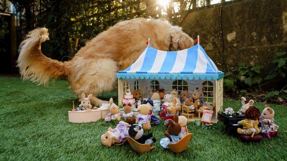 Dog peeing behind a marquee