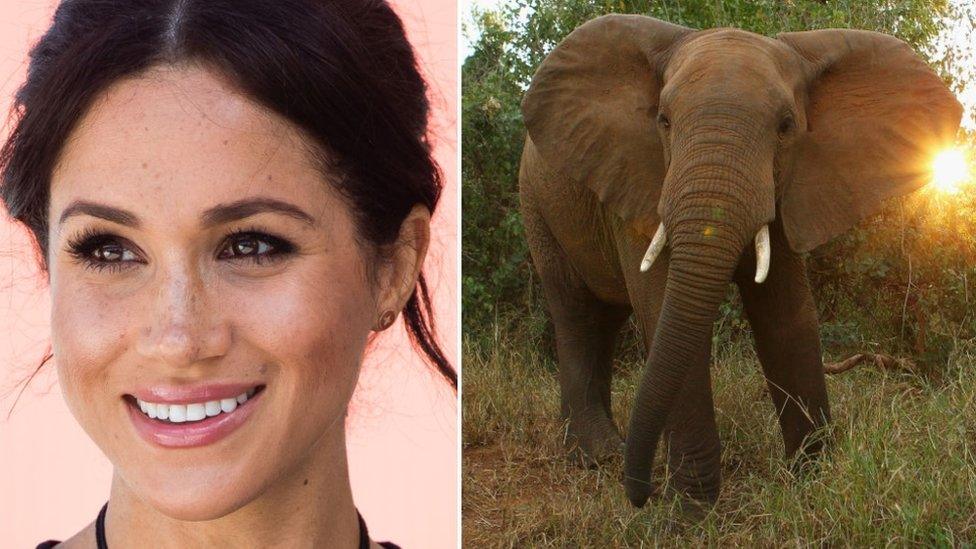 meghan.elephant