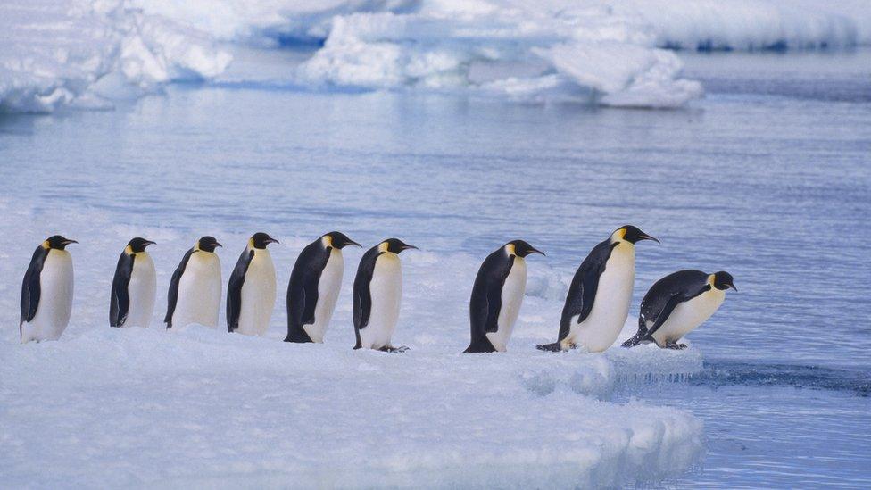 emperor penguins